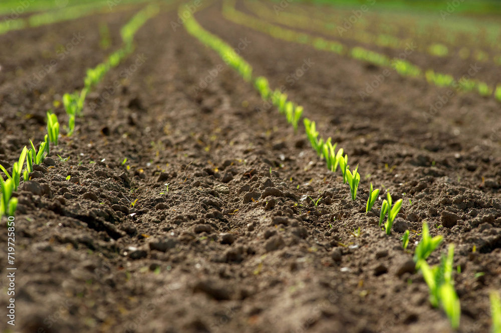 a row of young maize plants, shoots a row of young maize plants, shoots