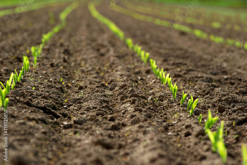 a row of young maize plants, shoots