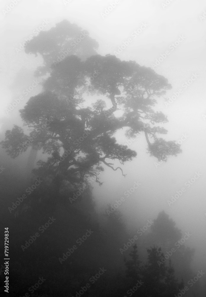 a Canary Island pine (Pinus canariensis) in the fog, clouds created by the trade winds on the mountainside, La Palma, Canary Islands, Spain a Canary Island pine (Pinus canariensis) in the fog, clouds created by the trade winds on the mountainside, La Palma, Canary Islands, Spain