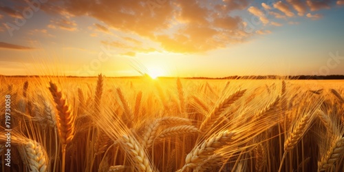 Wheat field with sunset, ready for product display.