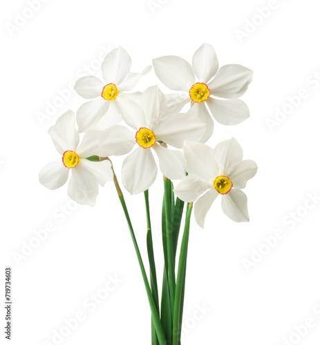 Spring floral border, beautiful fresh daffodils flowers, isolated on white background.
