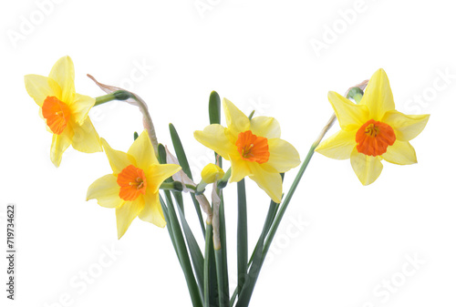 yellow daffodil isolated on a white background