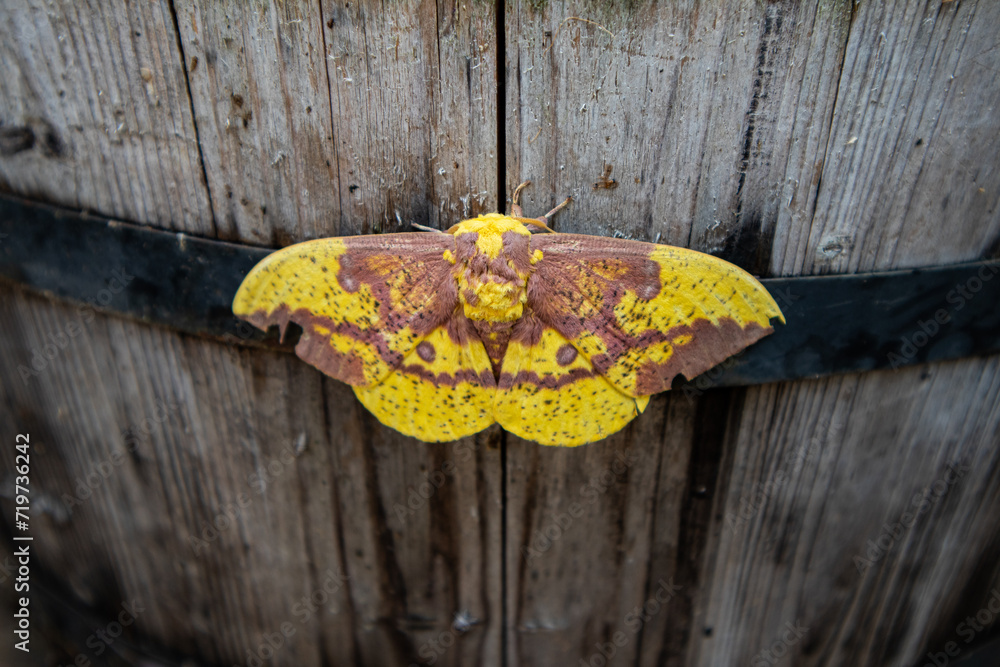 an Imperial Moth rests on a Wooden Barrel with wings spread wide. 
