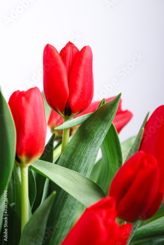 Close up of red tulip flowers  blurry white background