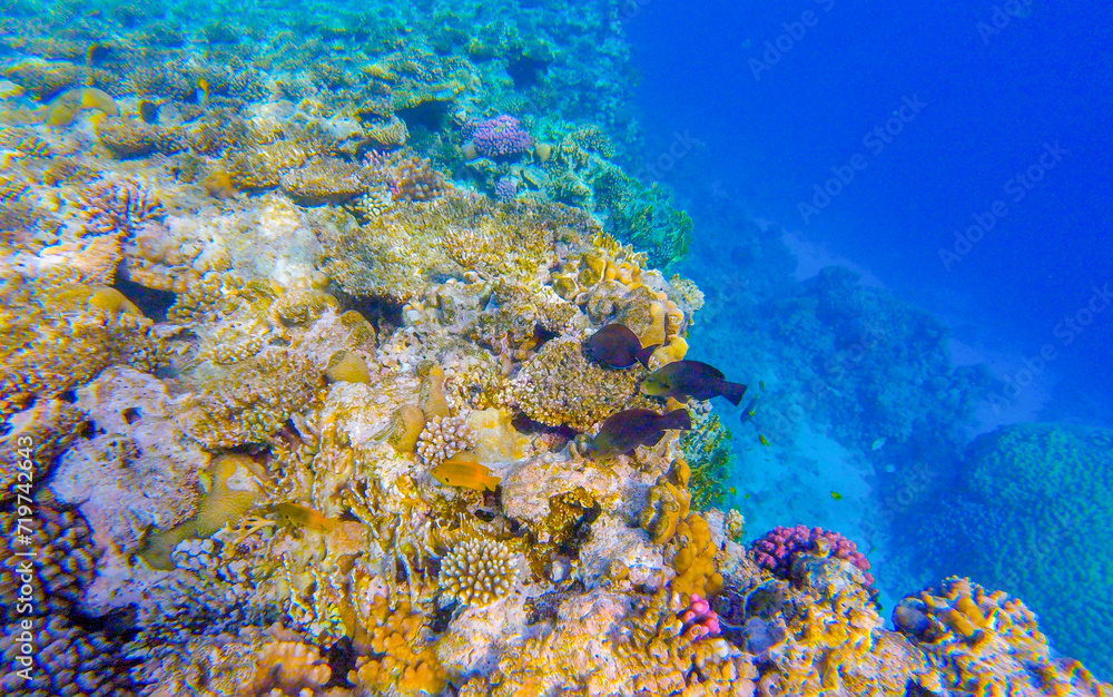 Fototapeta premium coral reef in egypt for banner background