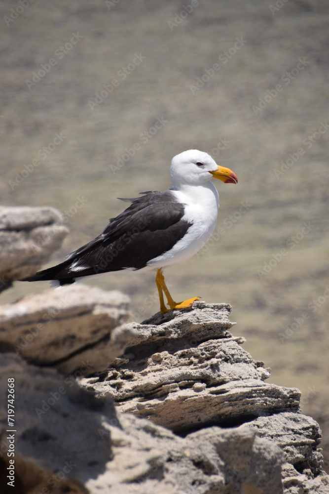 seagull on the rocks seagull on the rocks