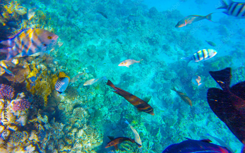 Fototapeta premium coral reef in egypt for banner background