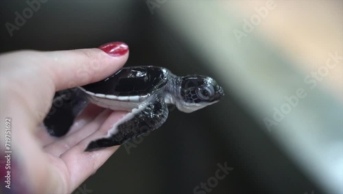A girl is holding a sea turtle at the aquarium. photo