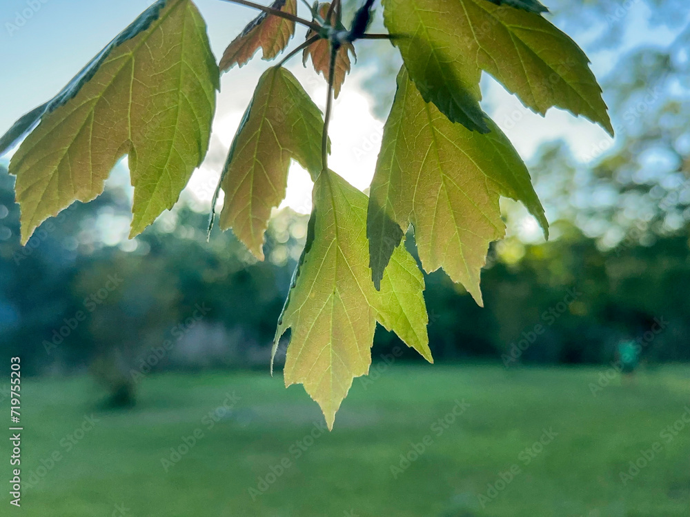Obraz premium Maple tree leaves dangling over camera
