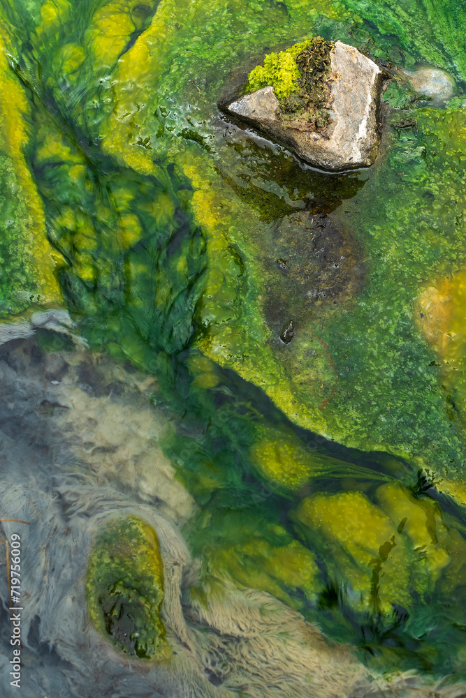 Moss and algae in fresh water stream.