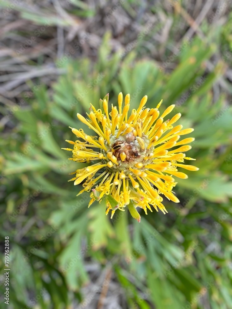 Small yellow banksia flower, in close up with green leaves behind. Small yellow banksia flower, in close up with green leaves behind.