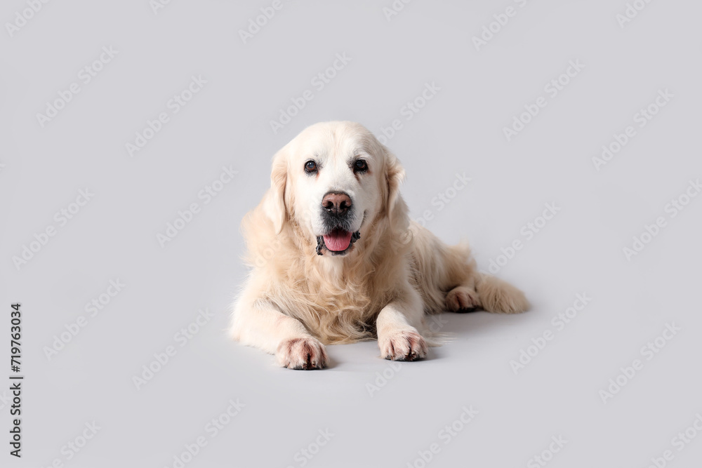 Adorable golden retriever on grey background Adorable golden retriever on grey background