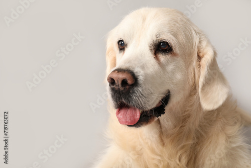 Adorable golden retriever on grey background, closeup © Pixel-Shot