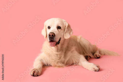 Adorable golden retriever on pink background © Pixel-Shot