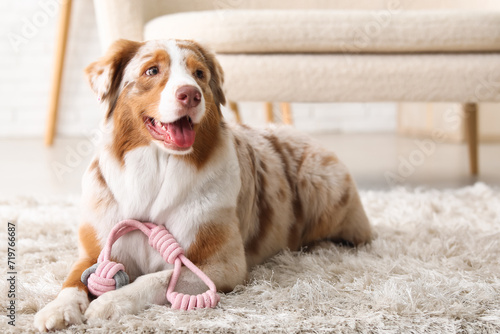 Cute Australian Shepherd do...