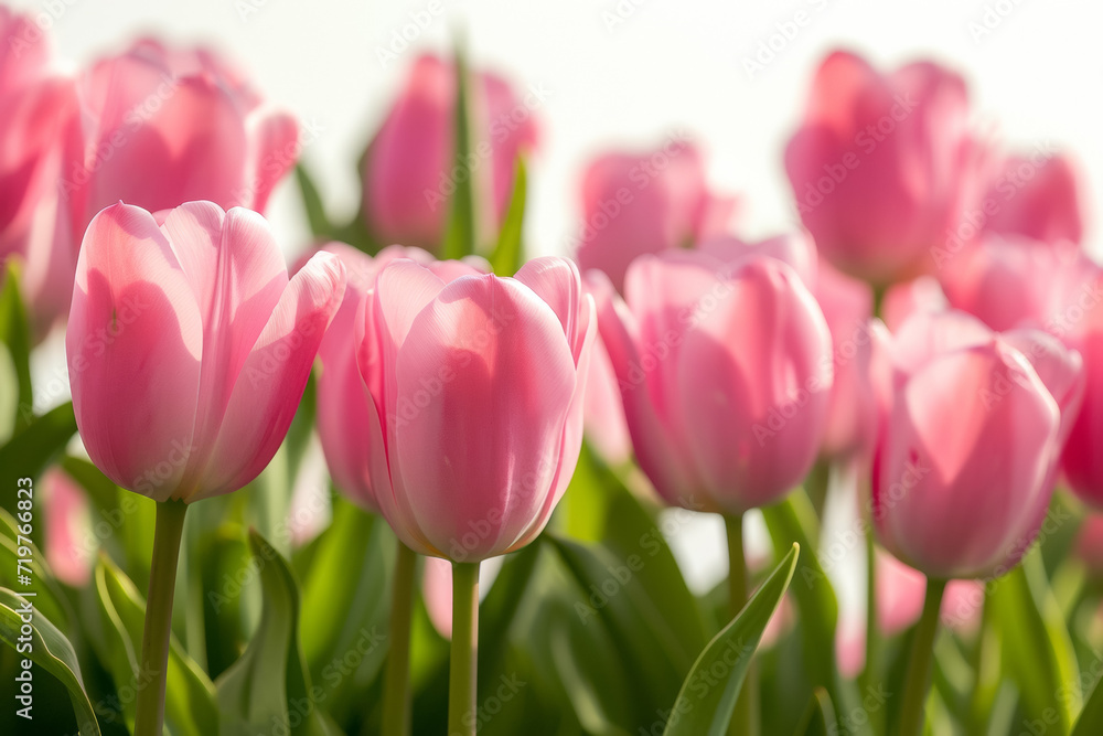 Spring tulips on white. Backdrop with selective focus and copy space