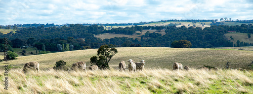 Fotografie Australian country landscape showing sheep grazing in a grassy field and distant hills