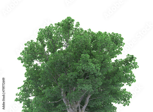 Various types of tree branch plants bushes shrub and and small plants isolated  