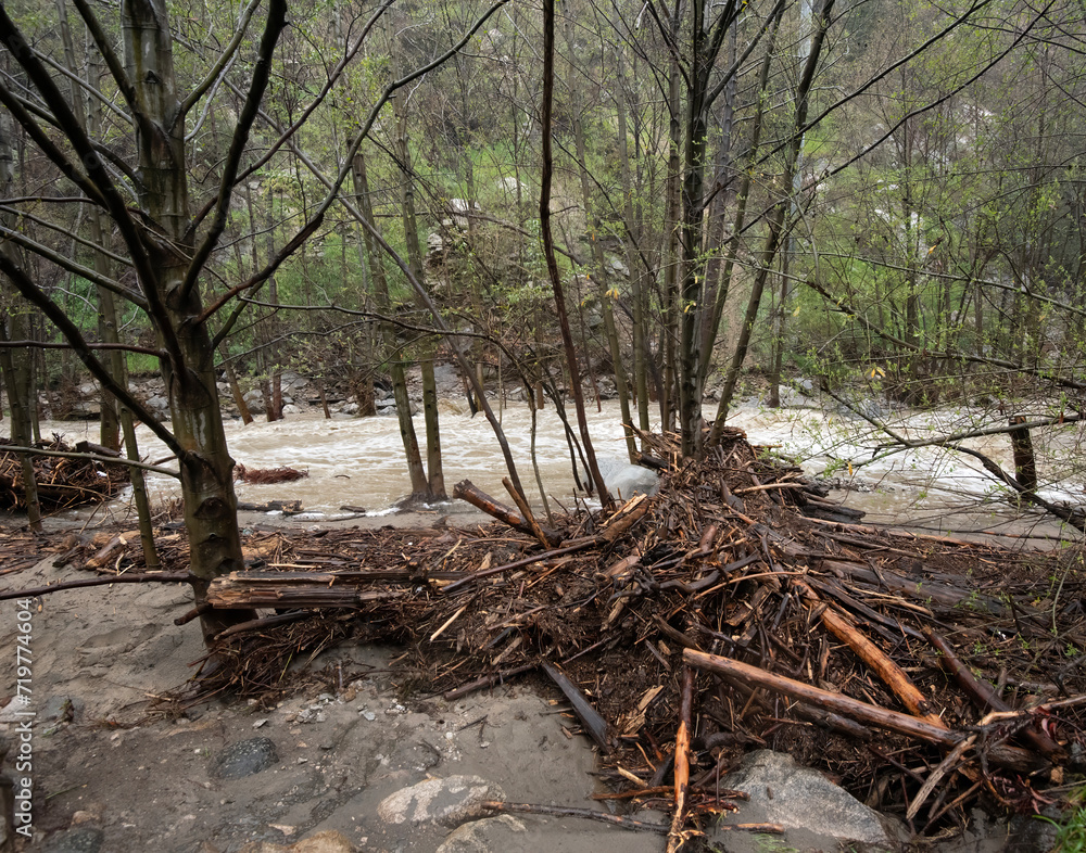 Rapid river in the Woods, Fallen Trees