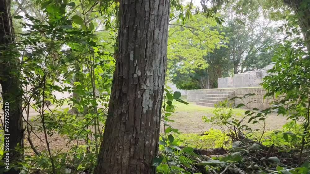 Vegetation covering archaeological remains by time Vegetation covering archaeological remains by time