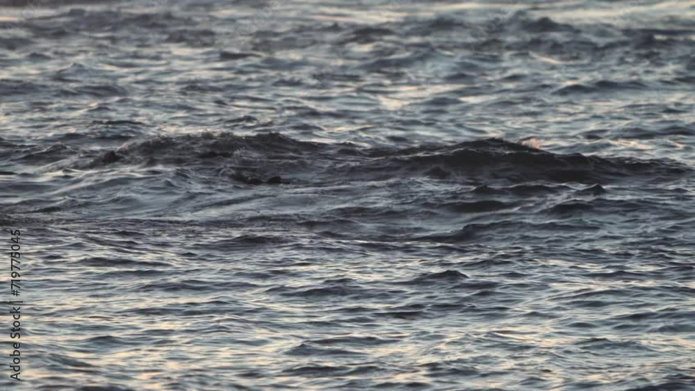Endangered Sea Otters On The Central Coast Of California; 4K. Endangered Sea Otters On The Central Coast Of California; 4K.