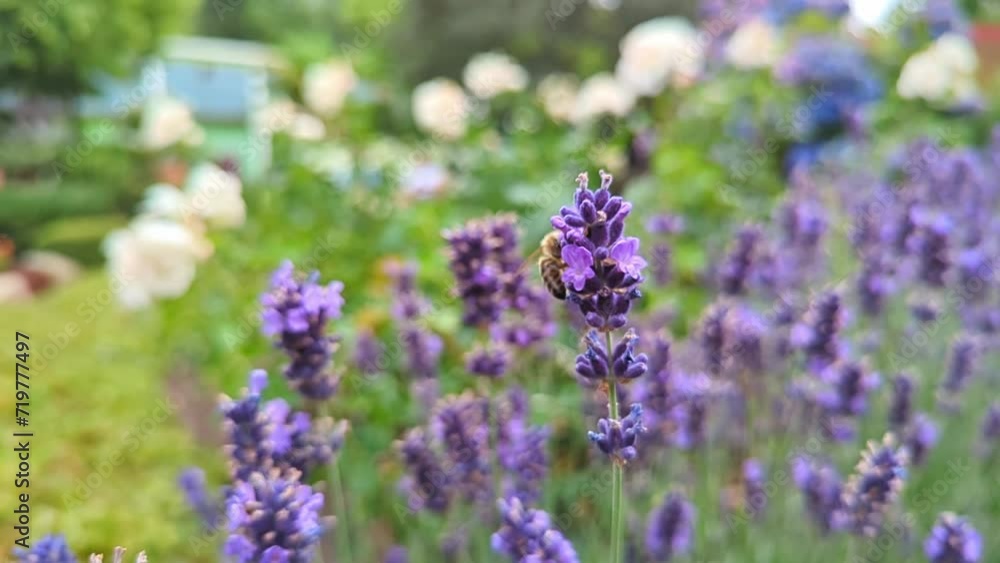Honey bee feeding on lavender flowers slow Honey bee feeding on lavender flowers slow