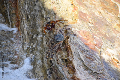 Crabs on rocks