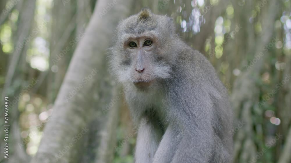 Beautiful balinese monkey looking straight in yo the camera on a very hot day. Beautiful balinese monkey looking straight in yo the camera on a very hot day.