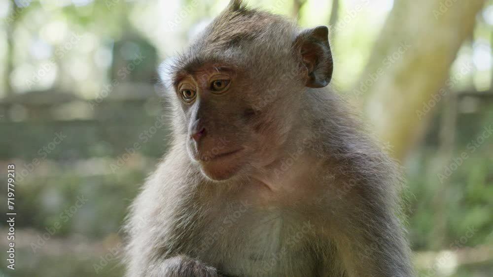 Baby monkey looking straight in to the camera while eating. Baby monkey looking straight in to the camera while eating.