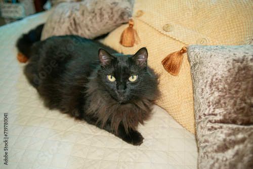 Fototapeta Naklejka Na Ścianę i Meble -  black cat on bed