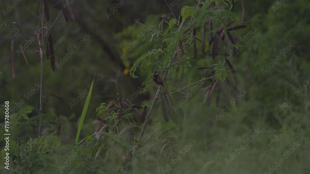 a Myna bird primps his feathers while perched upon a reed before flying away a Myna bird primps his feathers while perched upon a reed before flying away