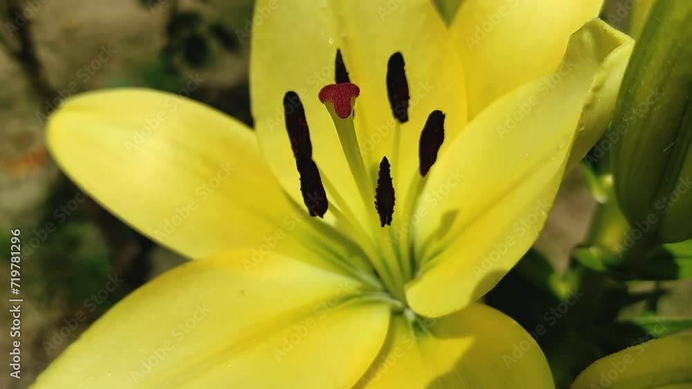 Outdoor view of a close up Royal Yellow Lily flower - Lilium, fully blossomed, in a sunny day in summer, this is a descriptive macro shot, presenting details of Lily's stamen and pistil. Outdoor view of a close up Royal Yellow Lily flower - Lilium, fully blossomed, in a sunny day in summer, this is a descriptive macro shot, presenting details of Lily's stamen and pistil.
