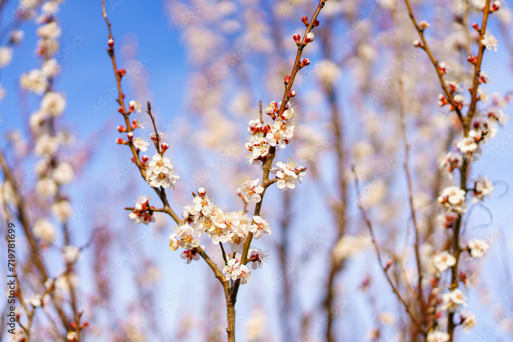 Flowers and flowering trees in early spring. Spring background with copy space Flowers and flowering trees in early spring. Spring background with copy space