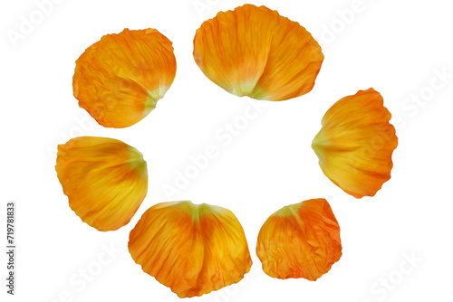 Beautiful vivid yellow petals of poppy flower.
colorful petals png for design elements.  photo