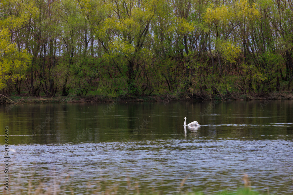 Swans in the river. Background with selective focus and copy space Swans in the river. Background with selective focus and copy space