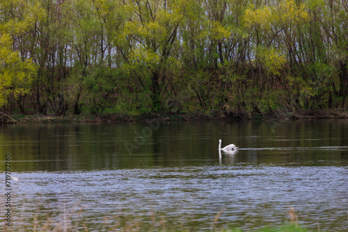 Swans in the river. Background with selective focus and copy space