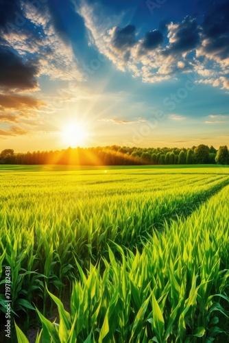 corn field sun rays peaceful landscape freedom scene beautiful nature wallpaper photo © Wiktoria
