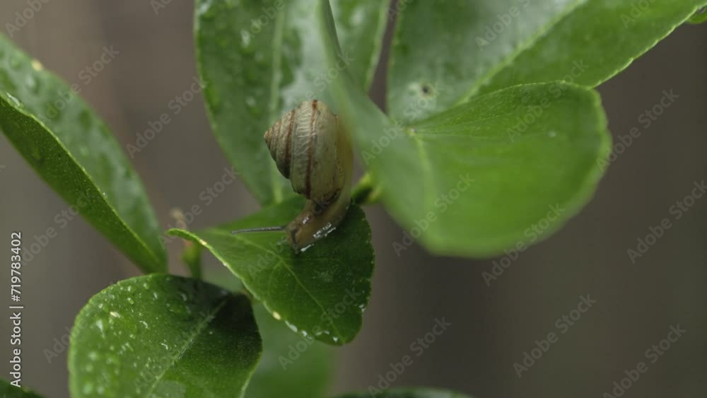 Asian Tramp Snail moving from leaf to leaf on a lime tree Asian Tramp Snail moving from leaf to leaf on a lime tree