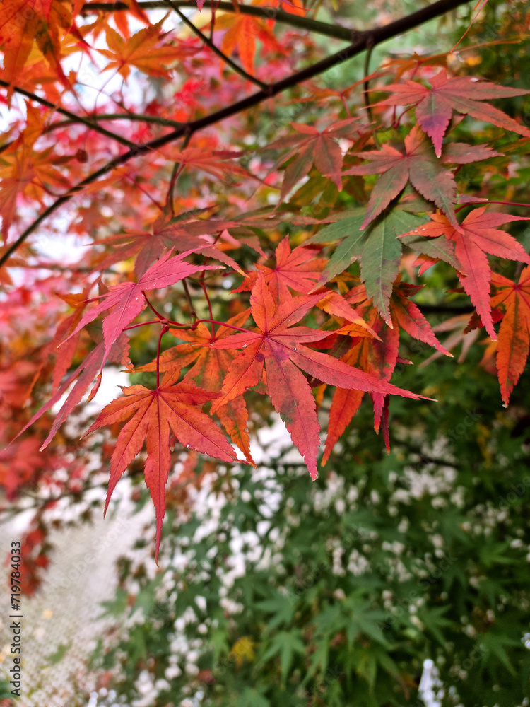 Close-up of maple leaves turning red Close-up of maple leaves turning red