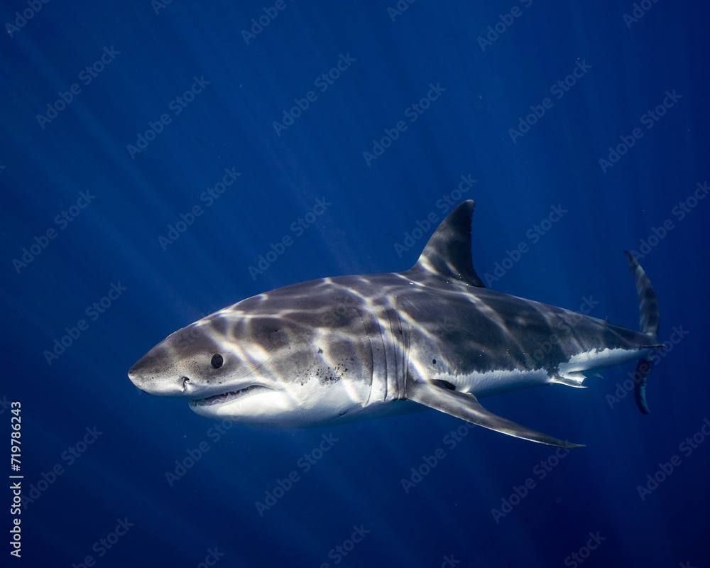 Naklejka premium Young Great White Shark in Clear Blue Water