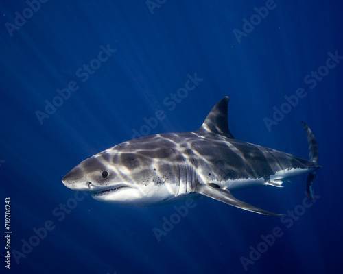 Young Great White Shark in Clear Blue Water