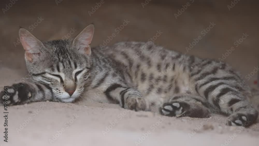 Asiatic Wildcat, Felis lybica ornata, wild cat, cat sleeping, Desert National Park, Jaisalmer, Rajasthan, India Asiatic Wildcat, Felis lybica ornata, wild cat, cat sleeping, Desert National Park, Jaisalmer, Rajasthan, India