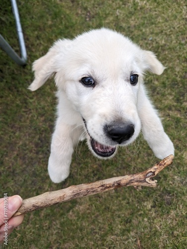 golden retriever puppy