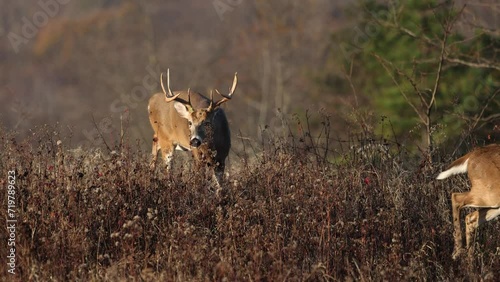 A large white tailed deer buck during the rut photo