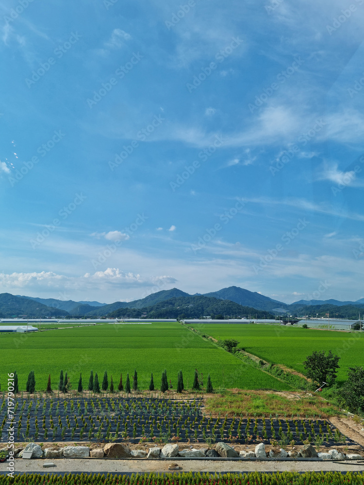 It is a rural landscape with a flower garden with saplings and rice fields