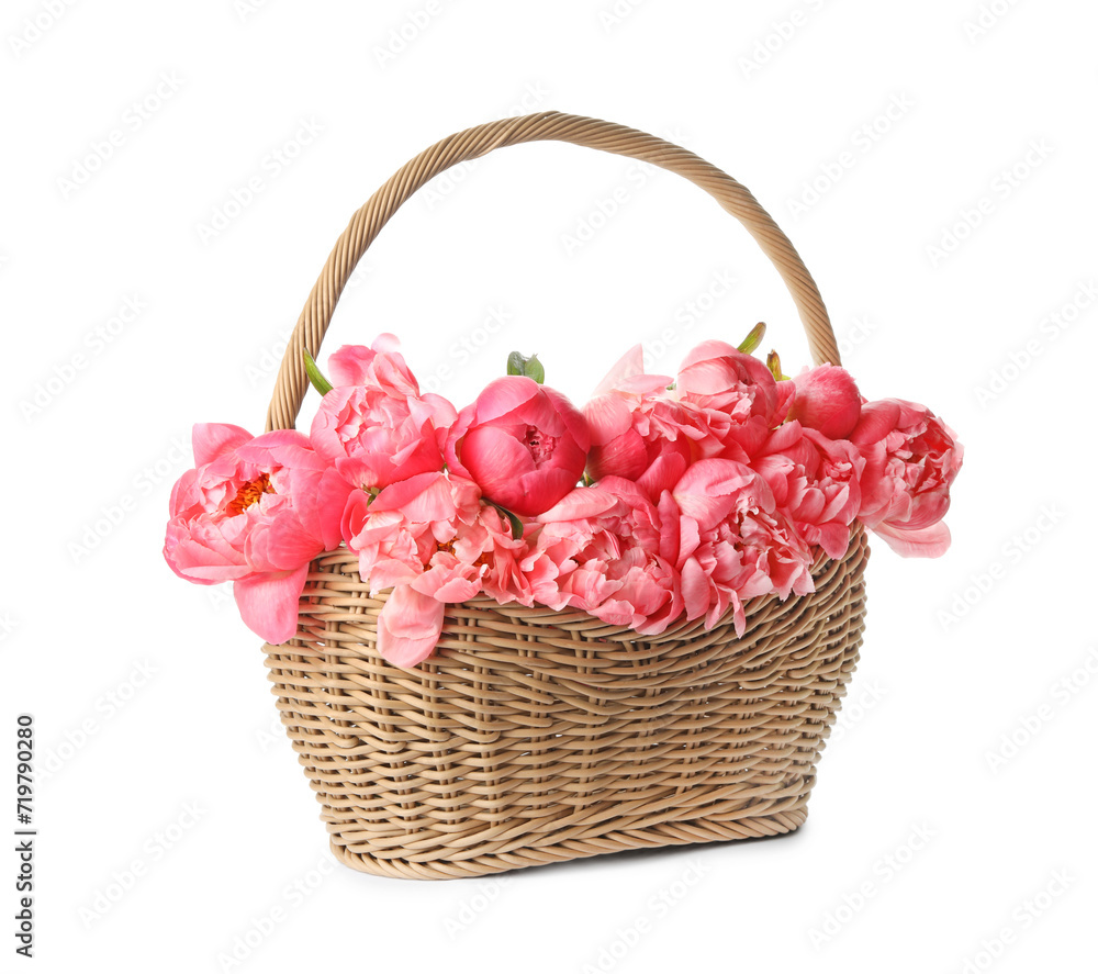Wicker basket with beautiful pink peonies on white background Wicker basket with beautiful pink peonies on white background