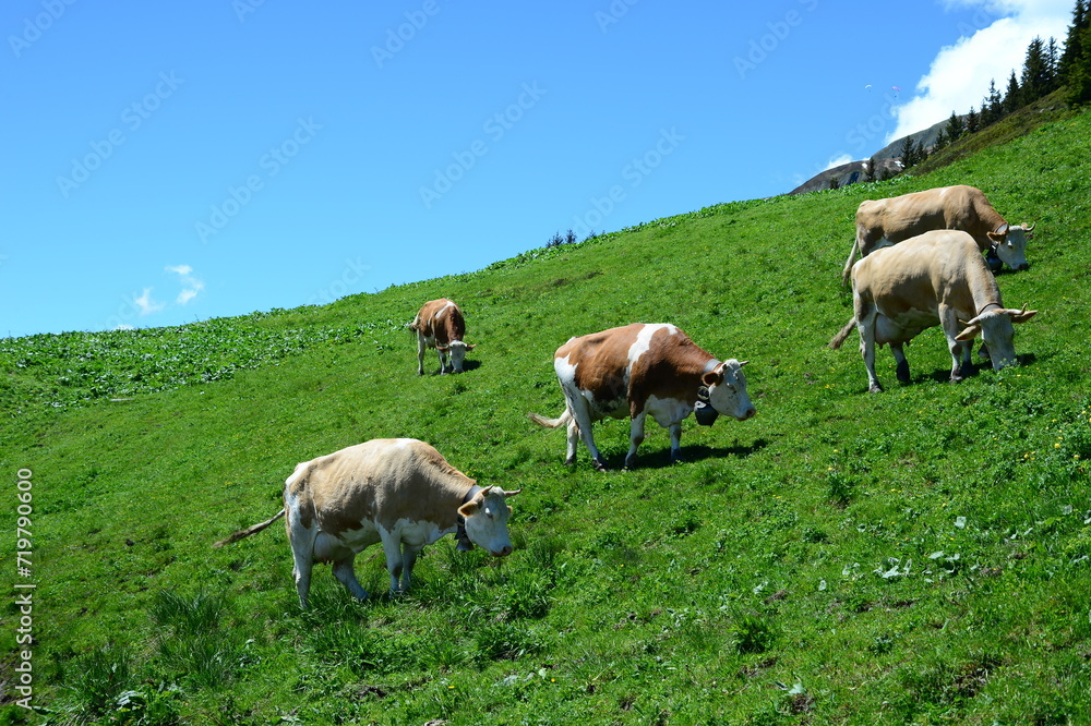 Herd of cows grazing in the green mountains of Switzerland Herd of cows grazing in the green mountains of Switzerland