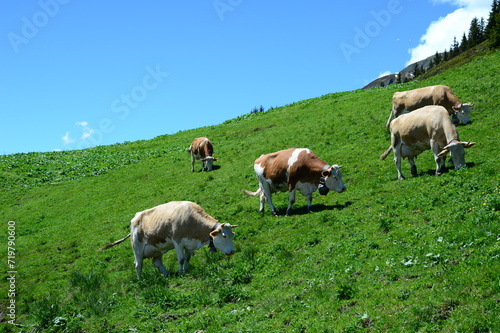 Herd of cows grazing in the green mountains of Switzerland