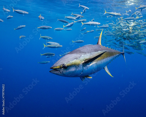 Yellowfin Tuna Swimming in the Deep Blue Sea
