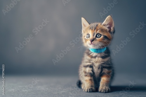  Adorable Kitten in Blue Collar: Playful Charm on Gray Background